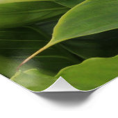 白いカラユリ ポスター (コーナー)