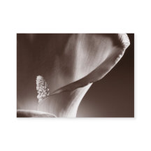 白いカラリリーフラワーブラック