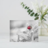 白いカードのラディバグ ポストカード (スタンド正面)