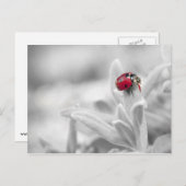 白いカードのラディバグ ポストカード (正面/裏面)