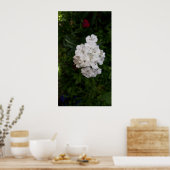 白いカーネーションの花 ポスター (キッチン)