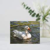白いガチョウが水の上で泳いでいる シーズンポストカード (スタンド正面)