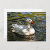 白いガチョウが水の上で泳いでいる シーズンポストカード (正面/裏面)