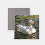 白いガチョウが水の上で泳いでいる マグネット (正面/裏面)