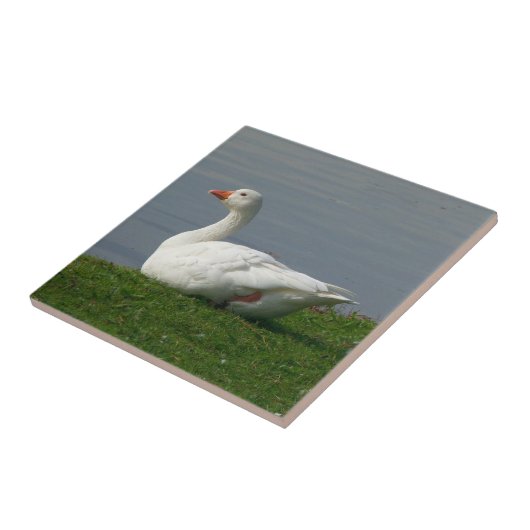 白いガチョウ タイル (側面)