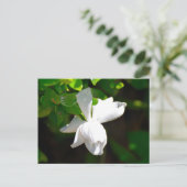 白いガーデニアの花 ポストカード (スタンド正面)