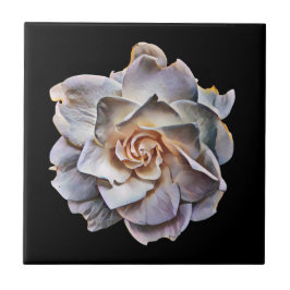 白いガーデニア黒い背景 タイル