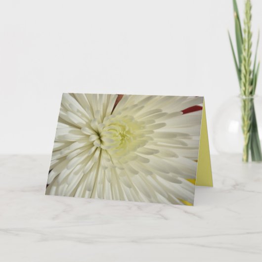 白いキクの花の写真 カード (正面)