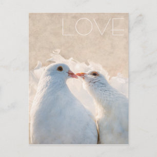 白いキスをする鳩 – 愛のカスタマイズ可能 ポストカード