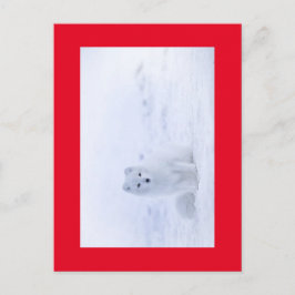 白いキツネ ポストカード