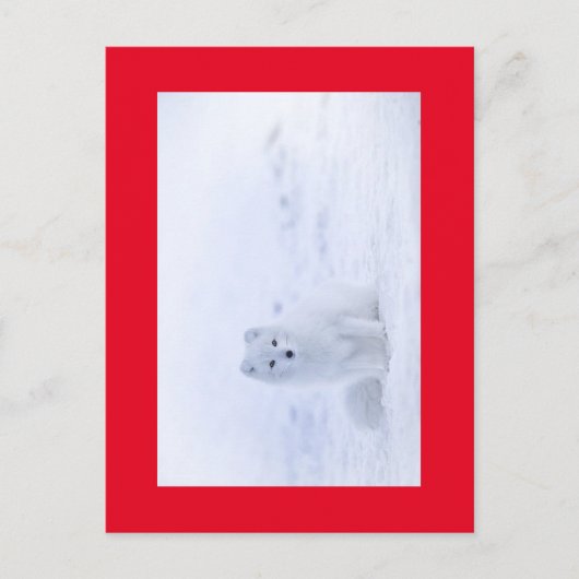 白いキツネ ポストカード (正面)