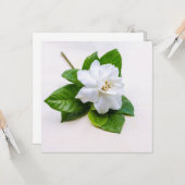 白いクチナシの花はがき カード (正面/裏面インサイチュ)