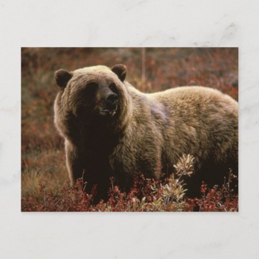 白いクマのはがき ポストカード (正面)