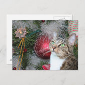 白いクリスマスと茶色の虎猫 シーズンポストカード (正面/裏面)