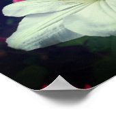 白いクリマチスの花ペア ポスター (角)