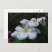 白いクレマチスの組の花の郵便はがき ポストカード (正面/裏面)