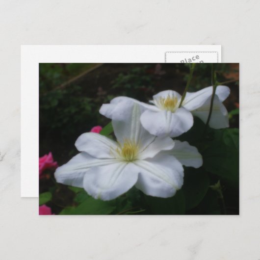 白いクレマチスの組の花の郵便はがき ポストカード (正面/裏面)