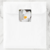 白いクロウカスの花 スクエアシール (バッグ)