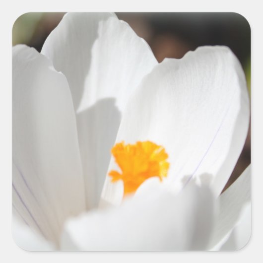 白いクロウカスの花 スクエアシール (正面)