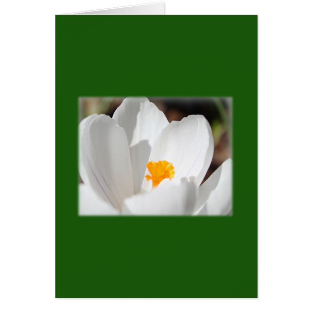 白いクロッカスの花 (正面)