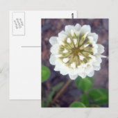 白いクローバーの花 1 ポストカード (正面/裏面)