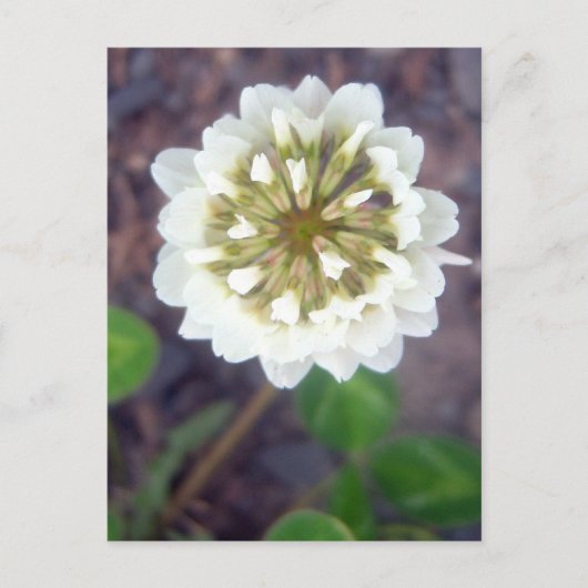 白いクローバーの花 1 ポストカード (正面)