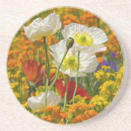 白いケシのまわりにがカラフル花を育てる コースター (正面)