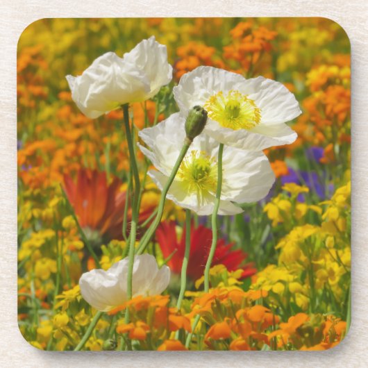 白いケシのまわりにがカラフル花を育てる コースター (正面)