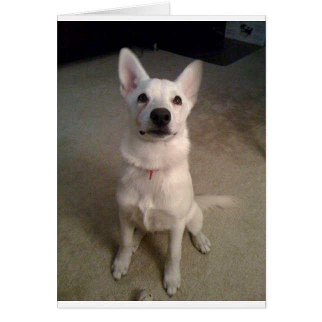 白いケシ (正面)