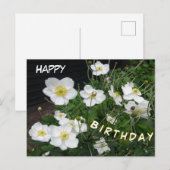 白いコキアの誕生日ポストカード ポストカード (正面/裏面)
