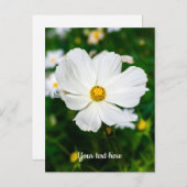 白いコスモスのポストカード ポストカード (正面/裏面)