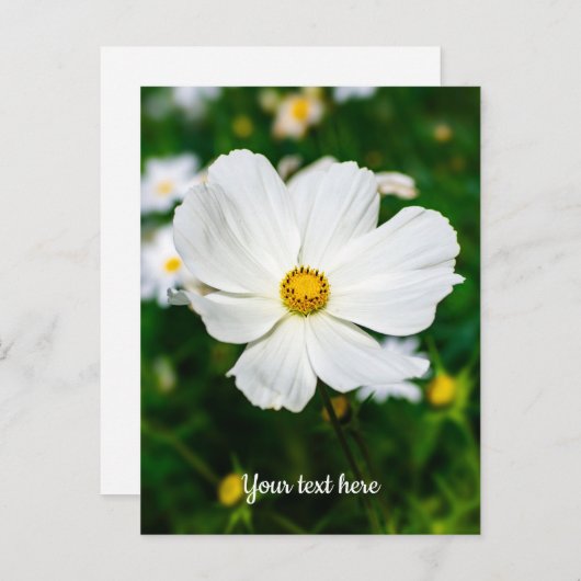 白いコスモスのポストカード ポストカード (正面/裏面)