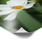 白いコスモスの花とハニービー8 x 10 フォトプリント            (角)