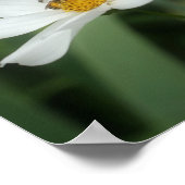 白いコスモスの花とミツバチ ポスター (角)