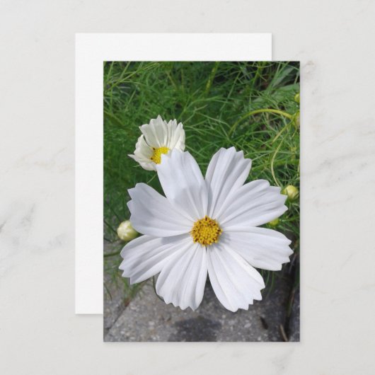 白いコスモスの花空白のグリーティングカード (正面/裏面)
