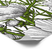 白いコスモスの花 ポスター (角)