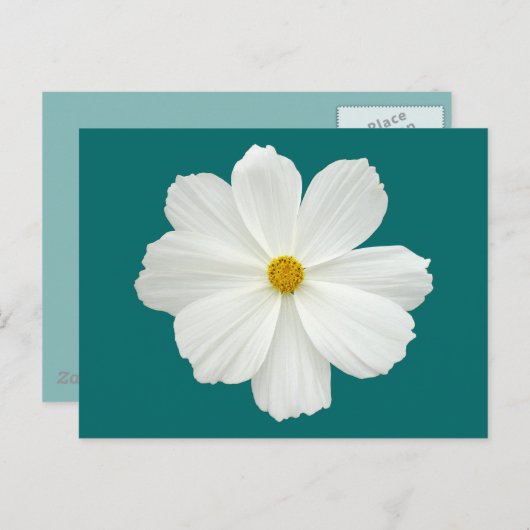 白いコスモスの花 ポストカード (正面/裏面)
