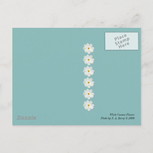 白いコスモスの花 ポストカード (裏面)