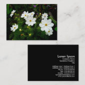 白いコスモスの花、ミニフォト 名刺 (正面/裏面)