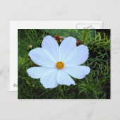 白いコスモス ポストカード (正面/裏面)
