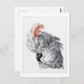 白いコッカトゥーのイラストレーションヴィンテージの頭 ポストカード (正面/裏面)