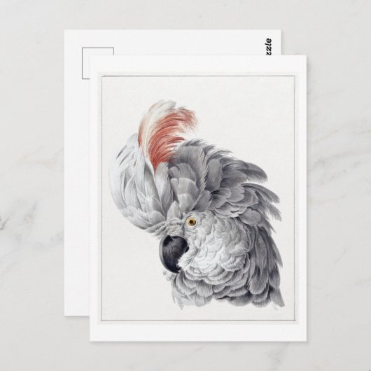 白いコッカトゥーのイラストレーションヴィンテージの頭 ポストカード (正面/裏面)