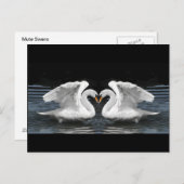 白いコブハクチョウの鏡像 ポストカード (正面/裏面)