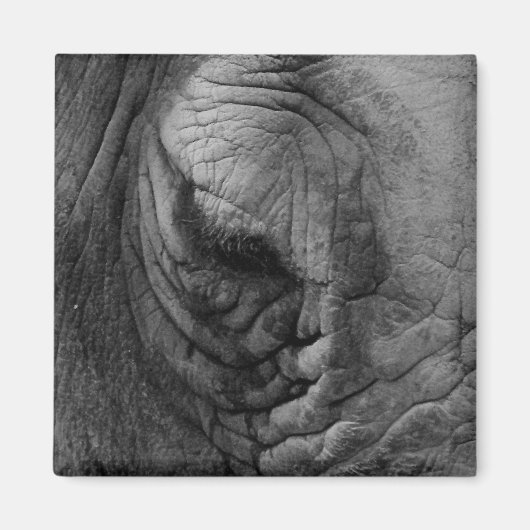 白いサイの磁石を見た物。 マグネット (正面)