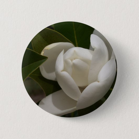 白いサザン+マグノリアの花芽 缶バッジ (正面)