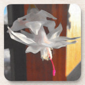 白いサボテンの花 コースター (正面)