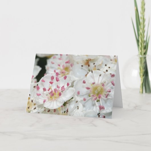 白いサンザシの花グリーティングカード カード (正面)