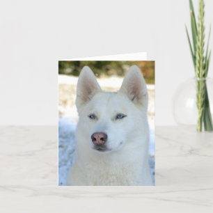 白いシベリアンハスキーのnotecardか挨拶状 カード