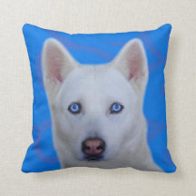 白いシベリアンハスキー