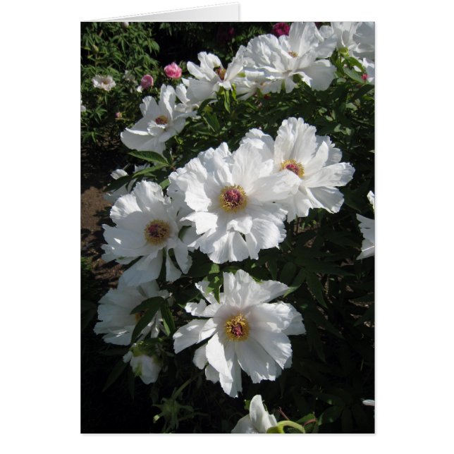 白いシャクヤクのブッシュ (正面)